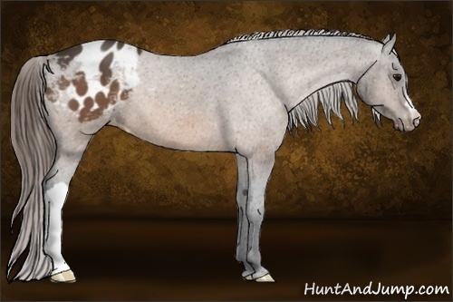 Horse Color:Buckskin Appaloosa 