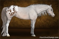 Horse Color:Buckskin Varnish 