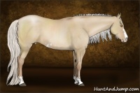 Horse Color:Silver Grullo Pearl Sabino Rabicano 