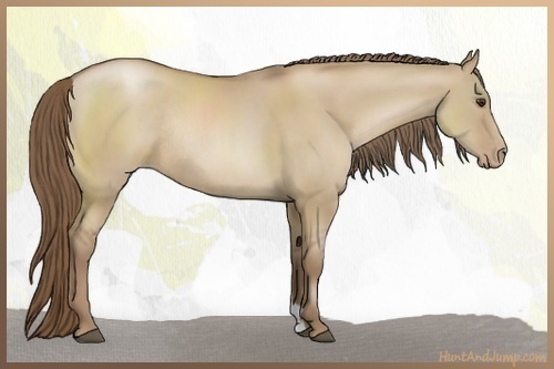 Horse Color:Grullo Pearl Sabino Rabicano 