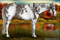 Horse Color:White Spotted Liver Chestnut Sabino 