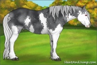 Horse Color:Silver Black Chinchilla Splash