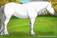 Horse Color:Blue Roan Appaloosa