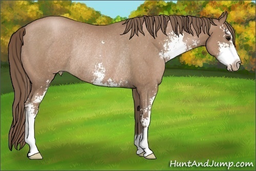 Horse Color:Black Pearl Sabino Rabicano