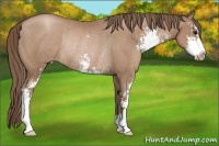 Horse Color:Black Pearl Sabino Rabicano 