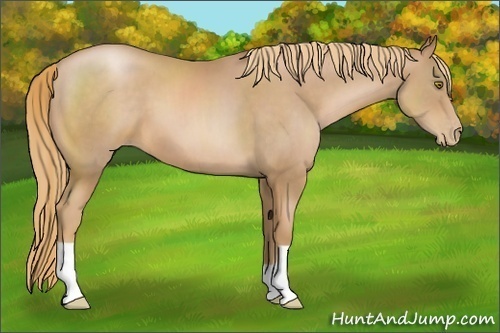 Horse Color:Chestnut Pearl 
