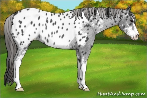 Horse Color:Black Sabino Appaloosa Rabicano 