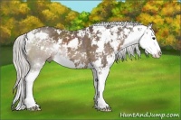 Horse Color:Silver Black Sabino Splash 