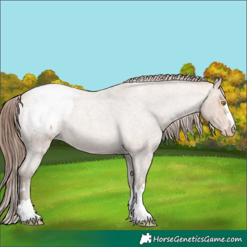 Horse Color:Amber Champagne Roan Appaloosa