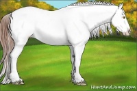 Horse Color:Amber Champagne Roan Appaloosa 