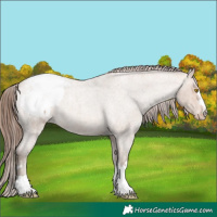 Horse Color:Amber Champagne Roan Appaloosa 