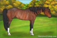 Horse Color:Bay Rabicano 