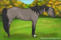 Horse Color:Grullo 