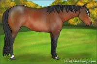 Horse Color:Bay Sabino Rabicano