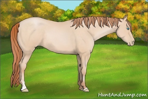 Horse Color:Buckskin Pearl Sabino Rabicano 