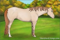 Horse Color:Buckskin Pearl Sabino Rabicano