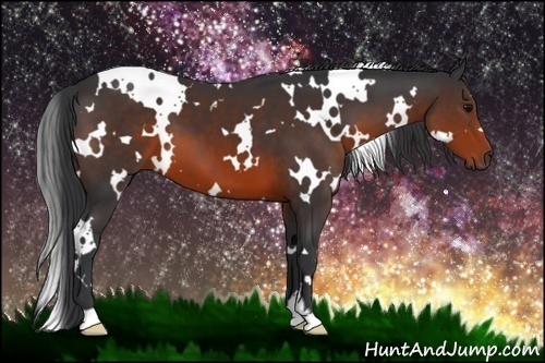 Horse Color:White Spotted Brown 