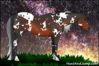 Horse Color:White Spotted Brown 