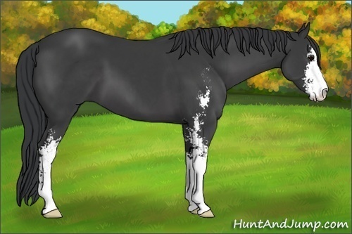 Horse Color:Black Sabino