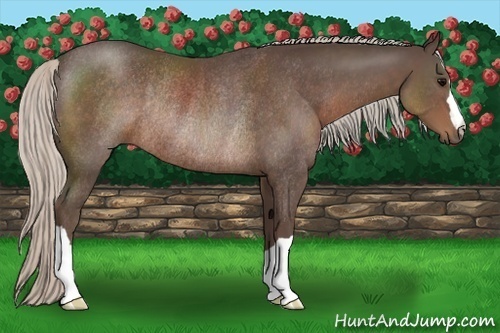Horse Color:Silver Black Rabicano