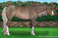 Horse Color:Silver Black Rabicano 
