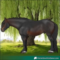 Horse Color:Brown 