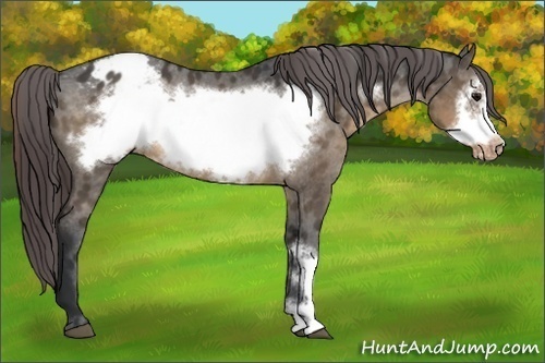 Horse Color:Brown Dun Frame Appaloosa 