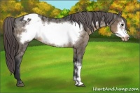 Horse Color:Brown Dun Frame Varnish 