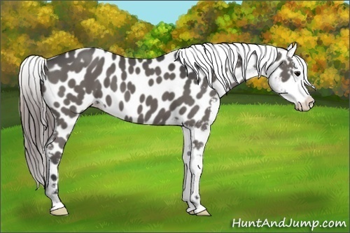 Horse Color:Black Appaloosa 