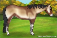 Horse Color:Bay Onyx 
