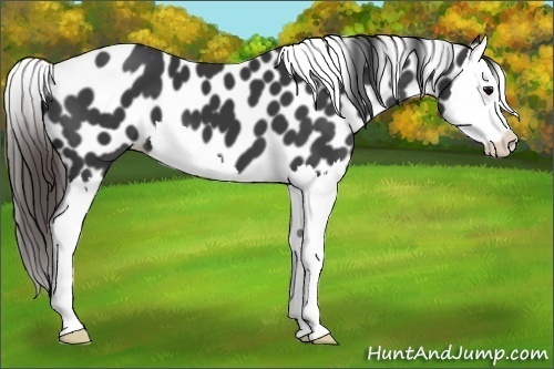 Horse Color:Black Splash Appaloosa 