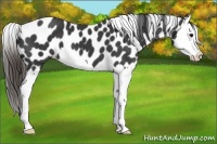 Horse Color:Black Splash Appaloosa 