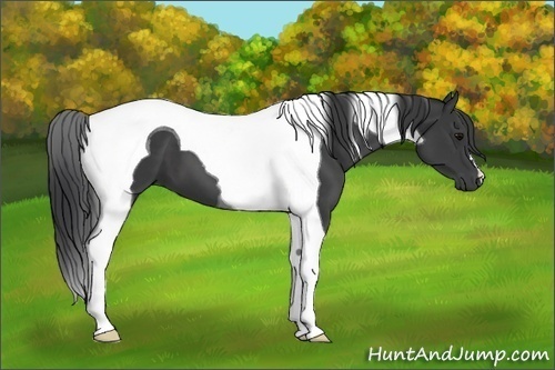 Horse Color:Black Tobiano 