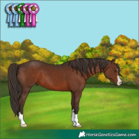 Horse Color:Liver Chestnut