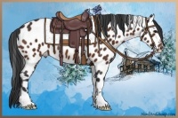 Horse Color:Bay Appaloosa 