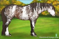 Horse Color:White Spotted Liver Chestnut Frame 
