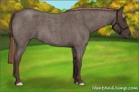Horse Color:Liver Red Roan 