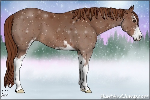 Horse Color:Chestnut Sabino