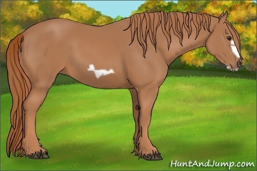 Horse Color:Chestnut Frame 