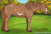 Horse Color:Chestnut Frame