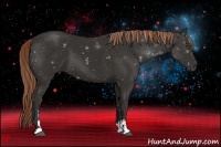 Horse Color:Liver Chestnut Sabino