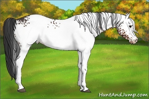Horse Color:White Spotted Brown Varnish Rabicano 