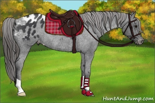 Horse Color:Black Appaloosa Rabicano