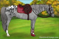Horse Color:Black Appaloosa Rabicano 