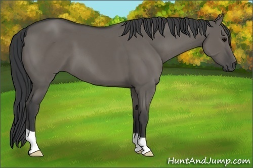 Horse Color:Grullo