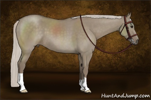 Horse Color:Silver Smoky Grullo