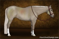 Horse Color:Silver Smoky Grullo 