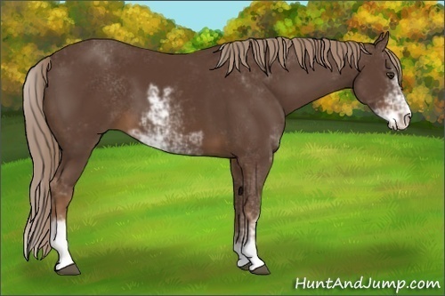 Horse Color:Liver Chestnut Sabino 