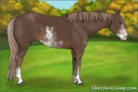 Horse Color:Liver Chestnut Sabino 