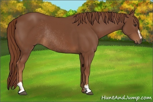 Horse Color:Chestnut Sabino Rabicano